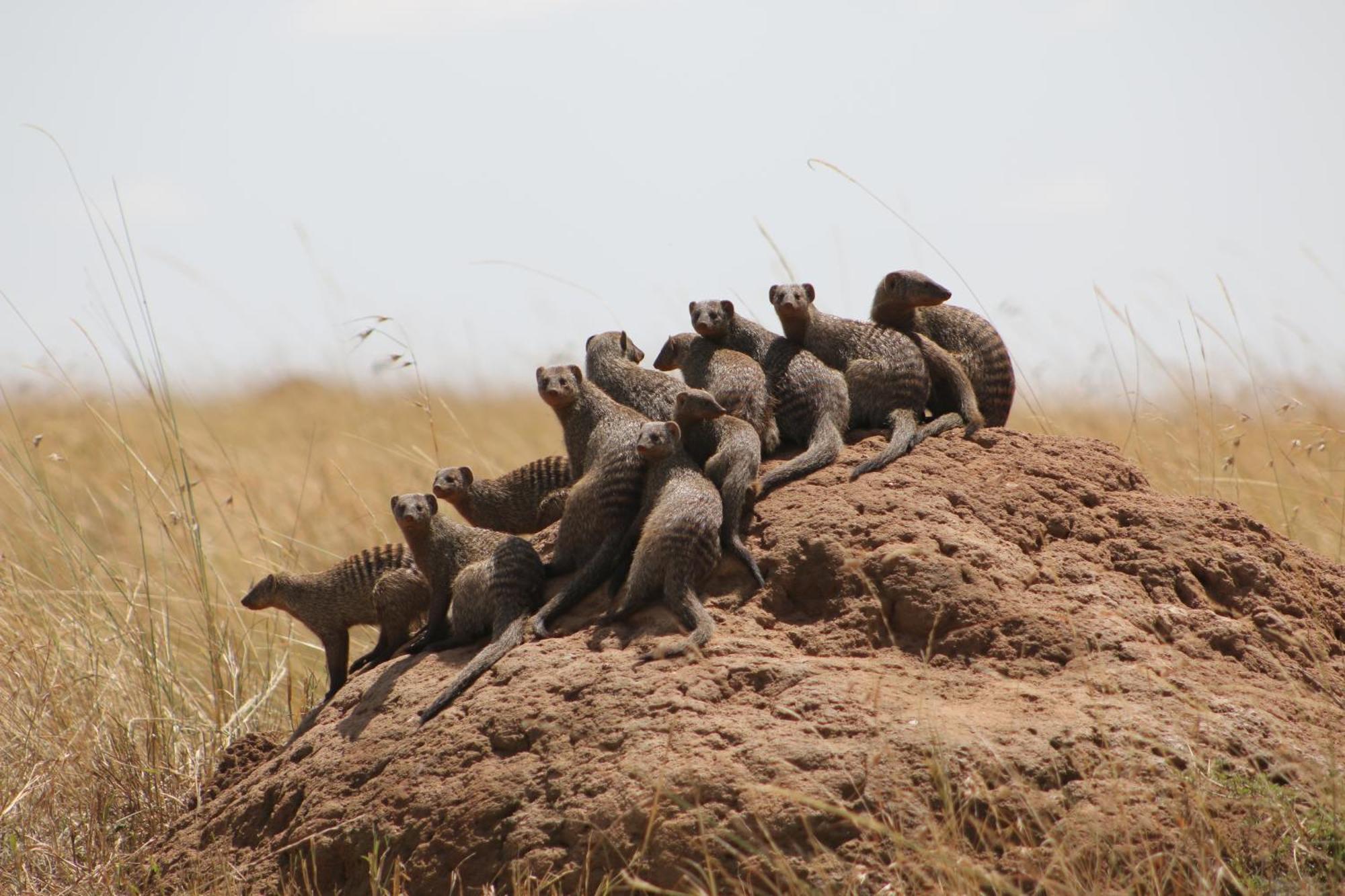 Samana Mara Hotel Maasai Mara Luaran gambar
