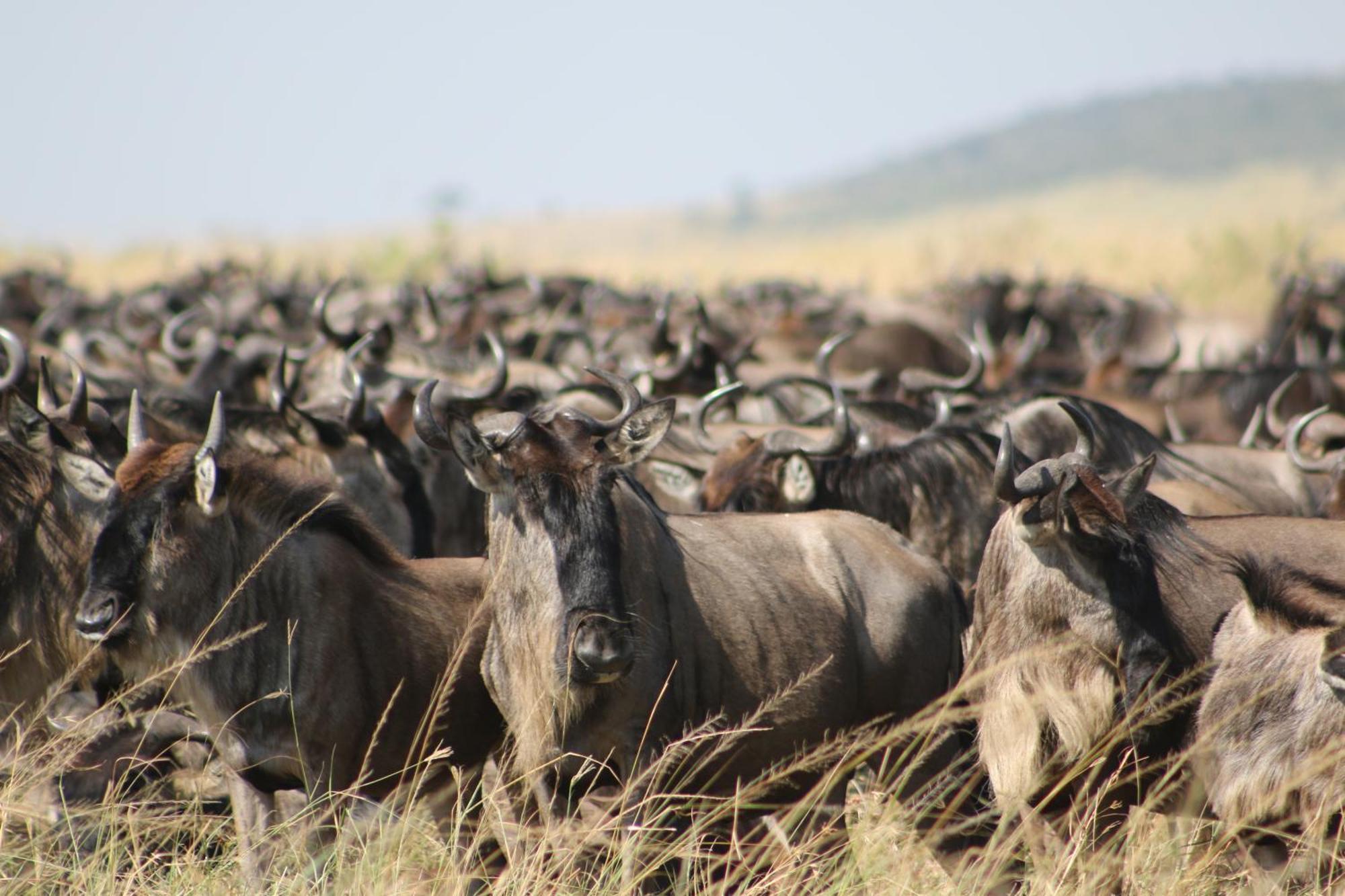 Samana Mara Hotel Maasai Mara Luaran gambar